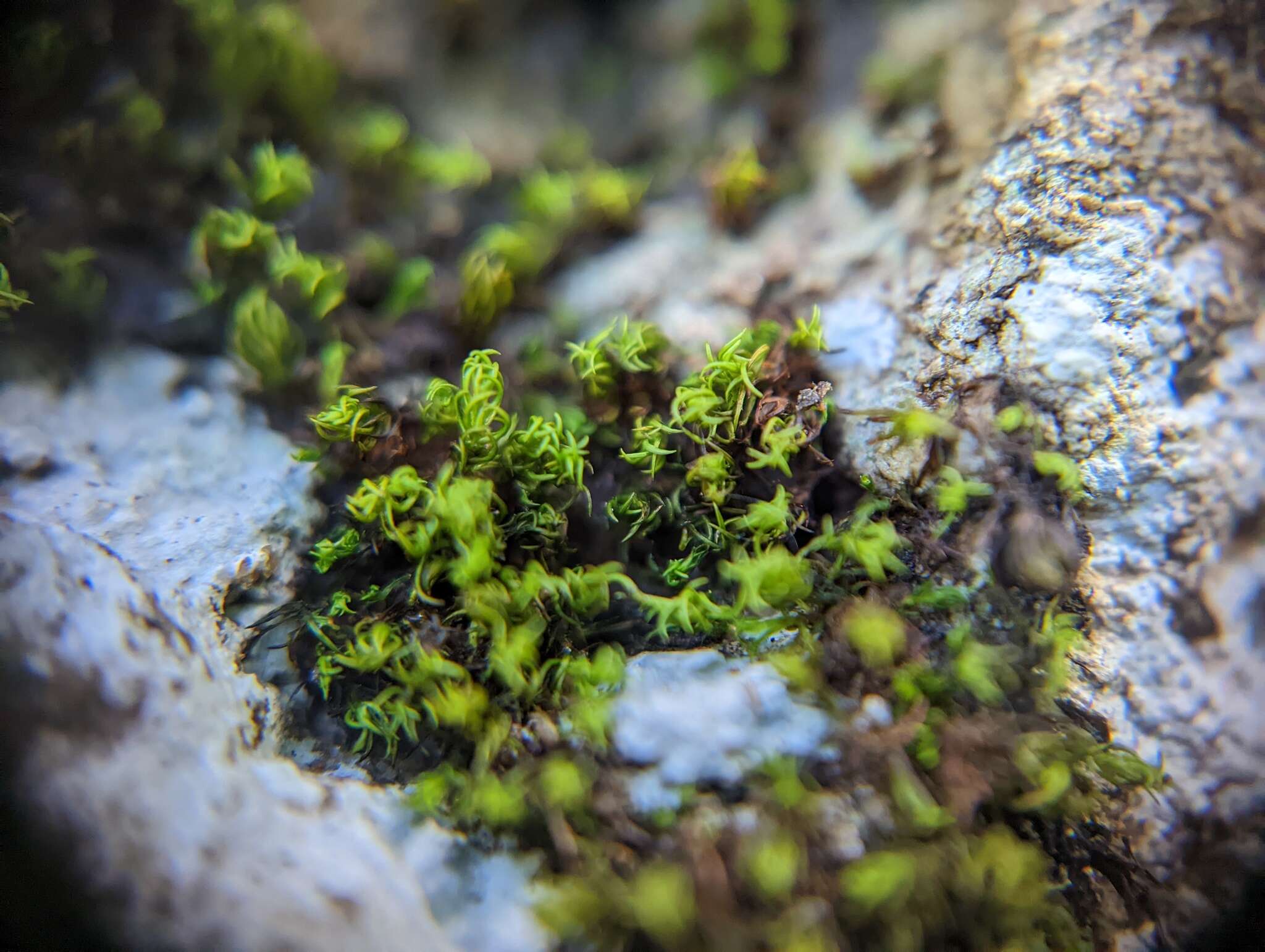 Image of groutiella moss