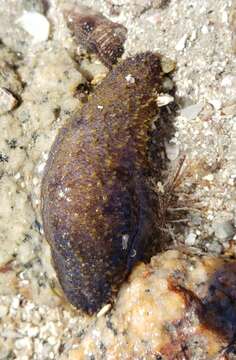 Image of Holothuria (Selenkothuria) lubrica Selenka 1867