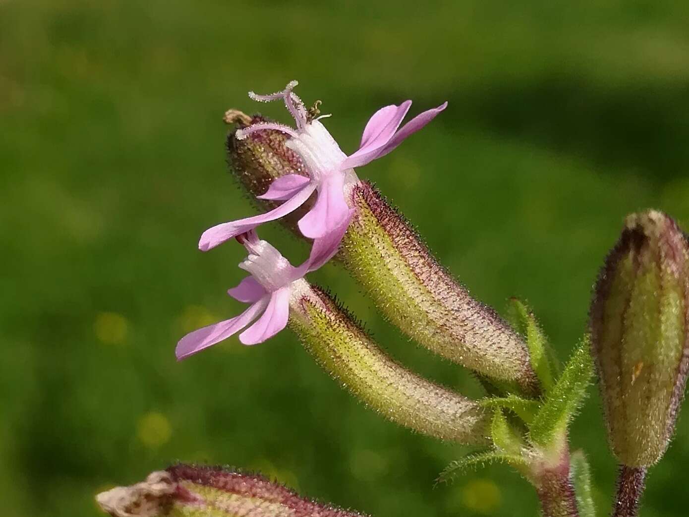 Imagem de Silene fuscata Brot.