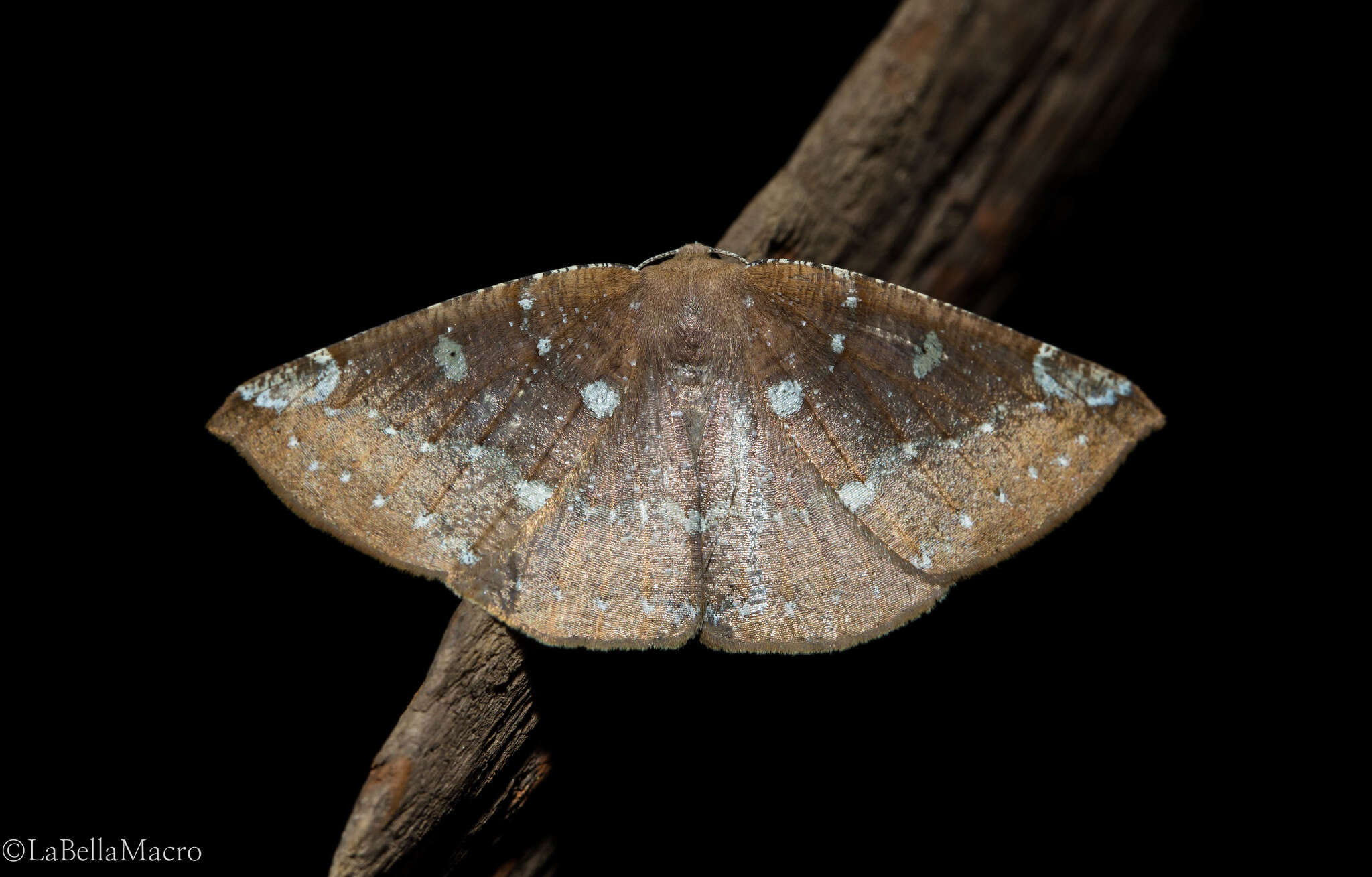 صورة Herbita capnodiata Guenée 1858