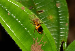 Image of Lebia (Lebia) pallida Reichardt 1972