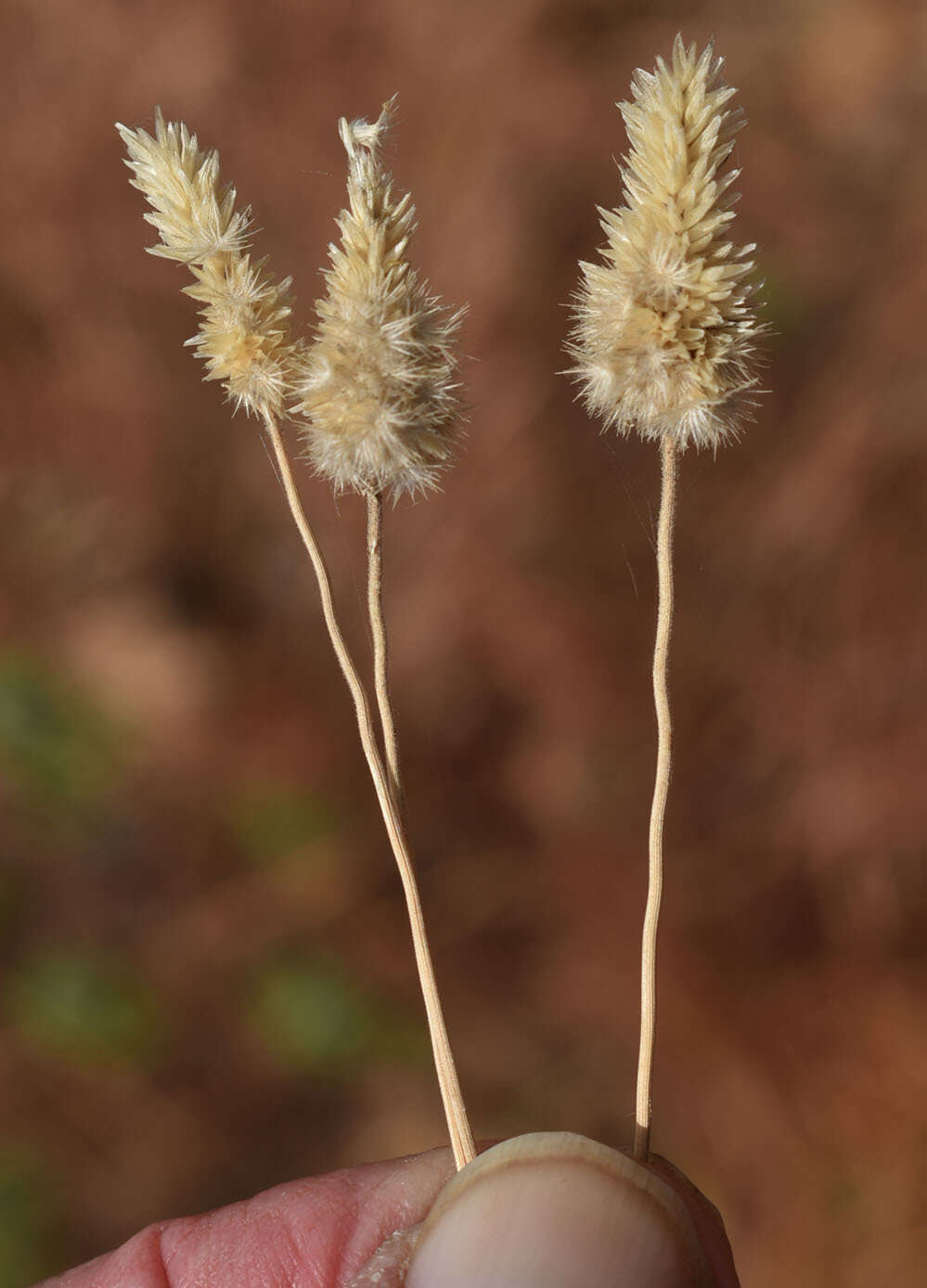 Image of Enneapogon lindleyanus (Domin) C. E. Hubb.