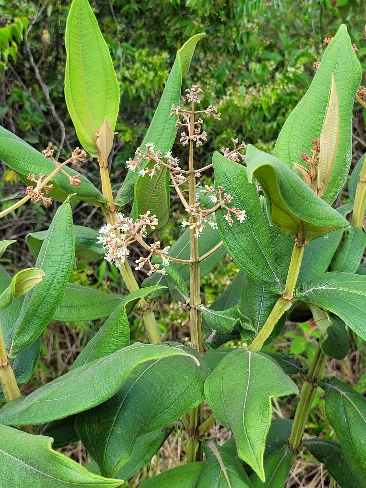 Sivun Miconia alata (Aubl.) DC. kuva