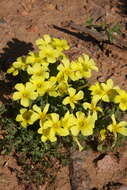 Imagem de Oxalis haedulipes Salter