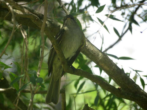 Image of Olivaceous Elaenia