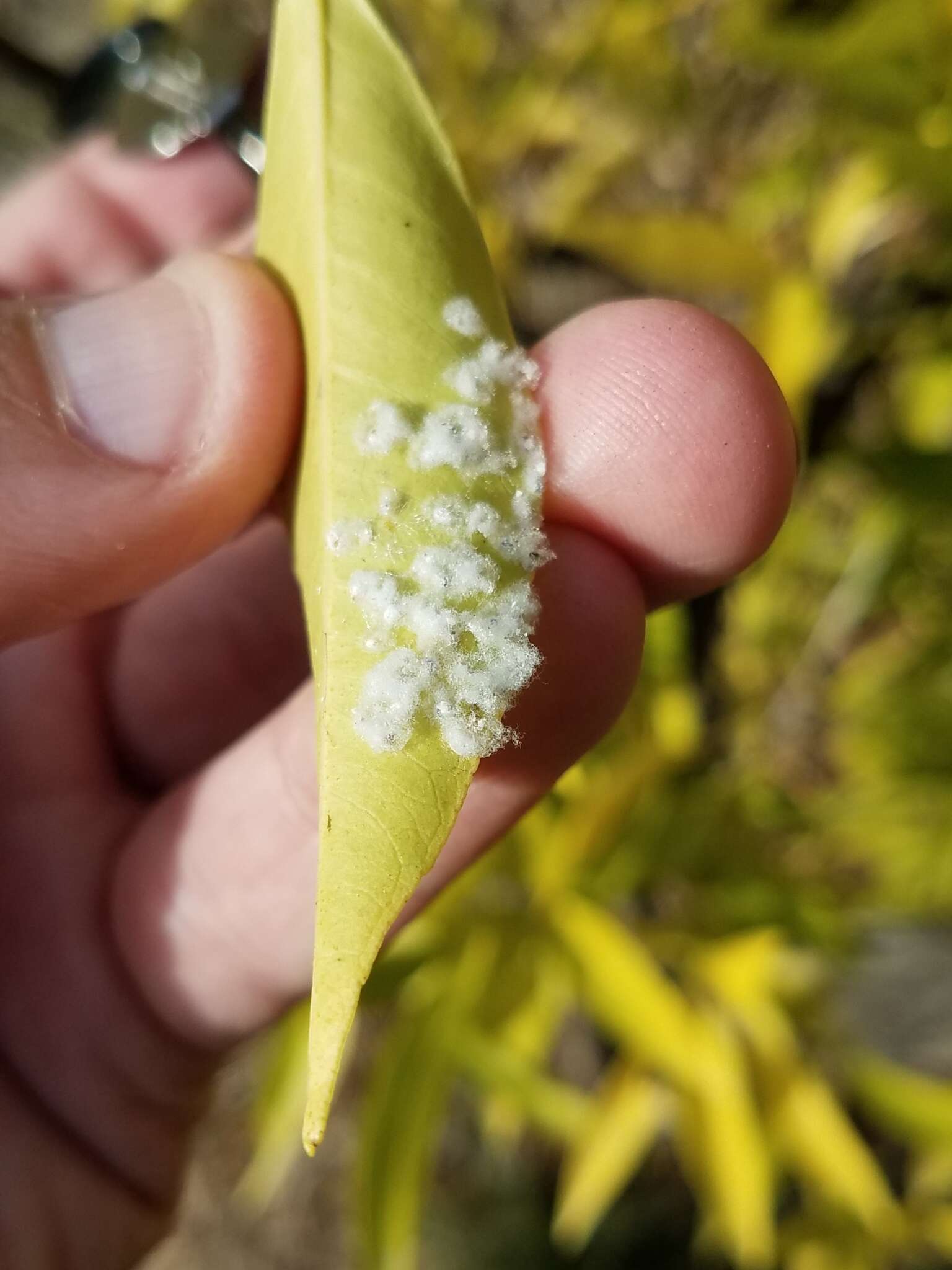 Image of Whitefly