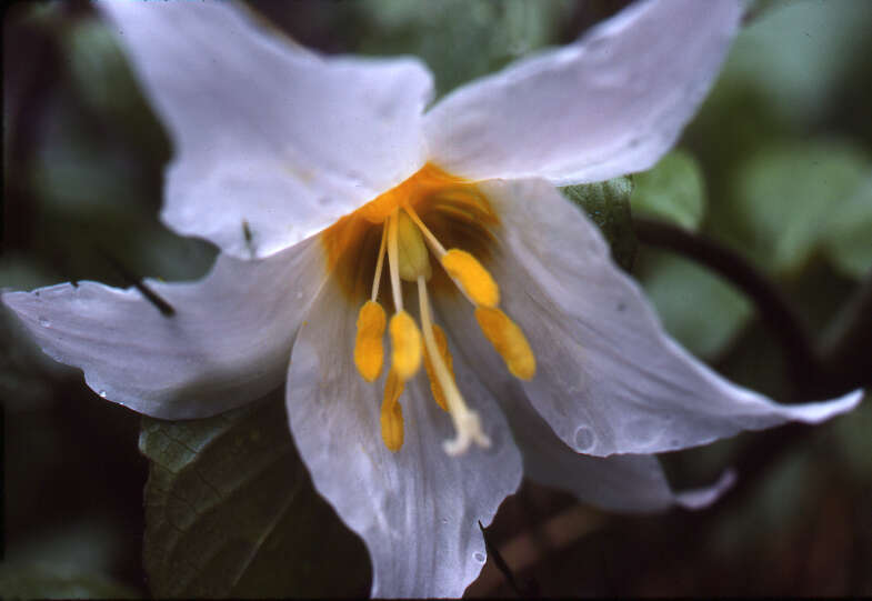 Imagem de Erythronium montanum S. Watson