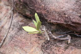 Image of Hoya australis subsp. rupicola (K. Hill) P. I. Forster & D. J. Liddle