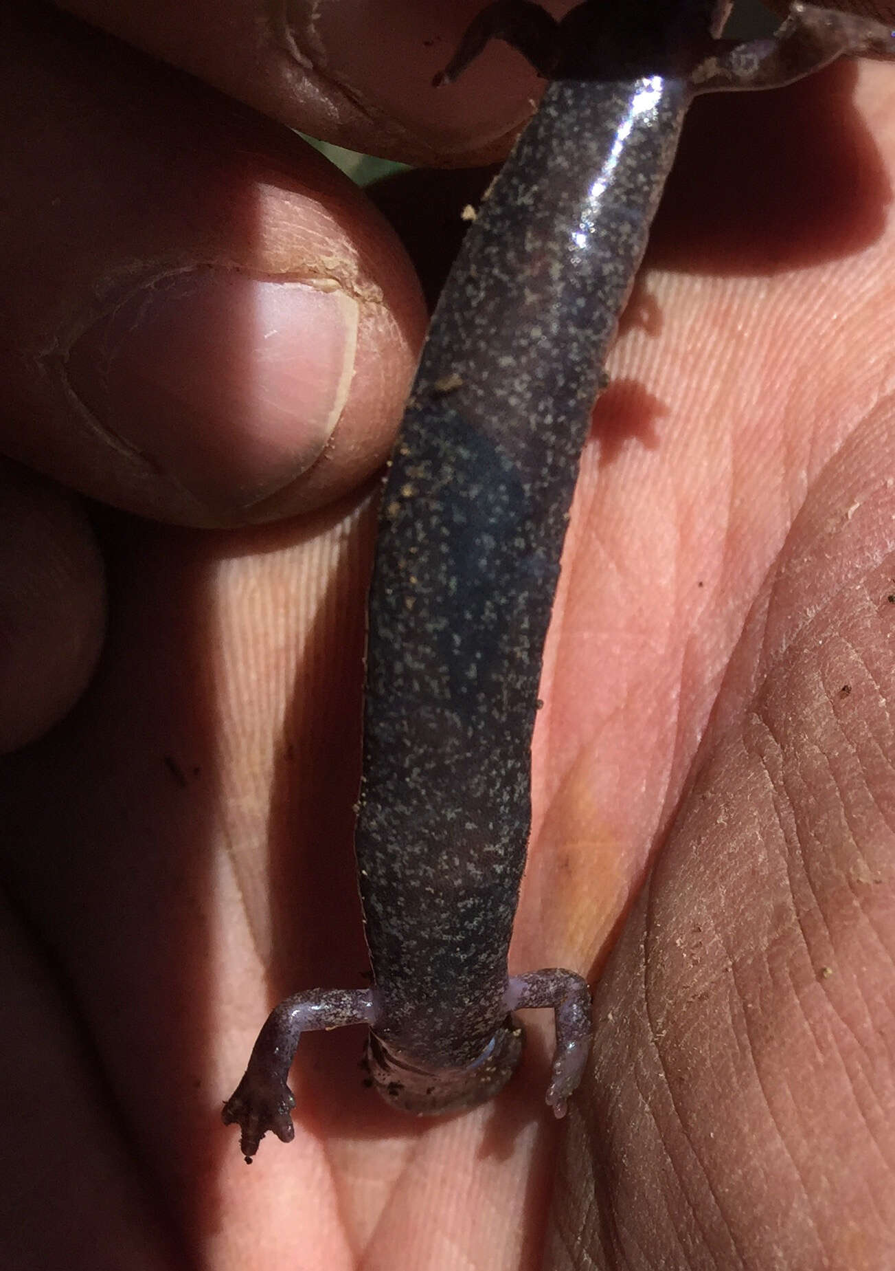 Image of Northern Ravine Salamander