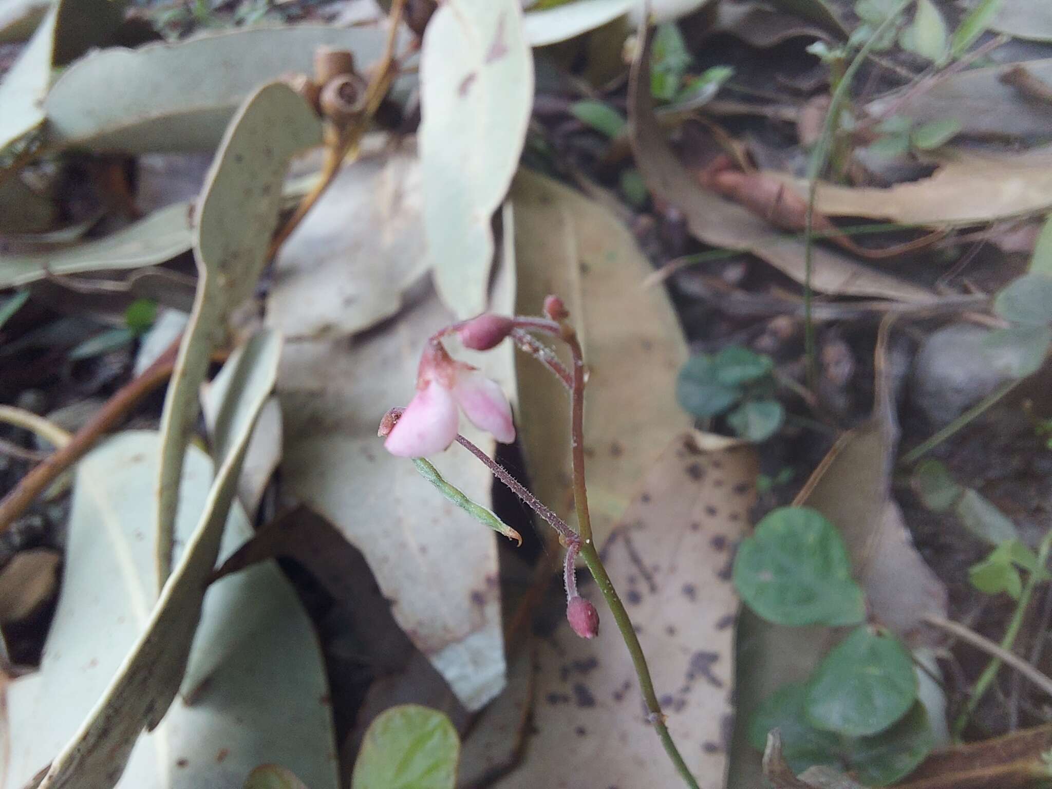 Image of Desmodium varians (Labill.) G. Don