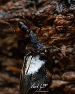 Image of Rhytidoponera chalybaea Emery 1901