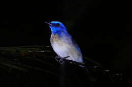 Image of Malaysian Blue Flycatcher