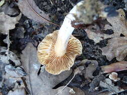 Image of Lactarius serifluus (DC.) Fr. 1838