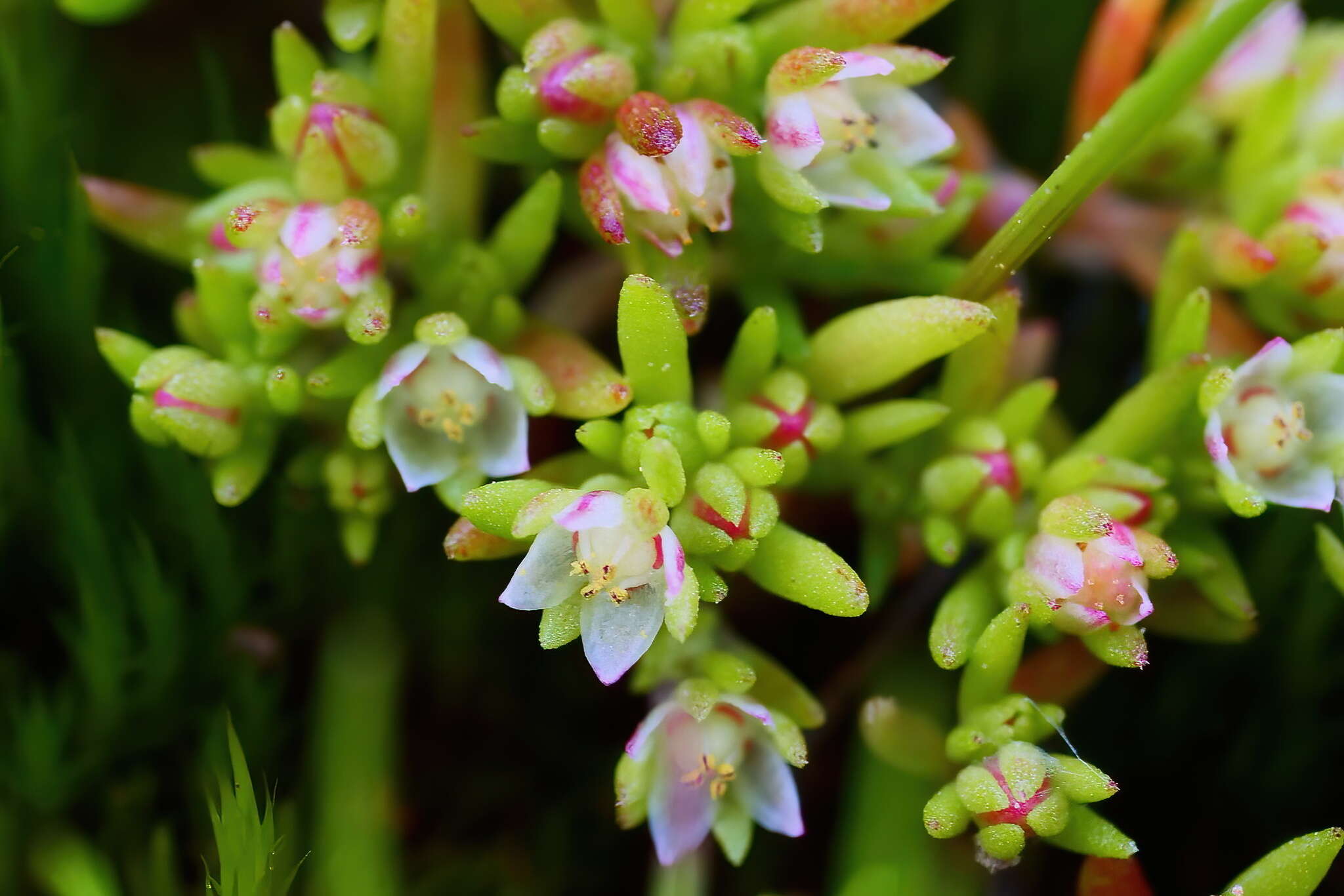 <i>Crassula <i>decumbens</i></i> var. decumbens resmi