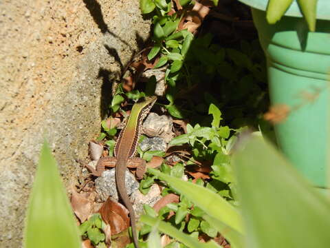 Image of Amazon Racerunner