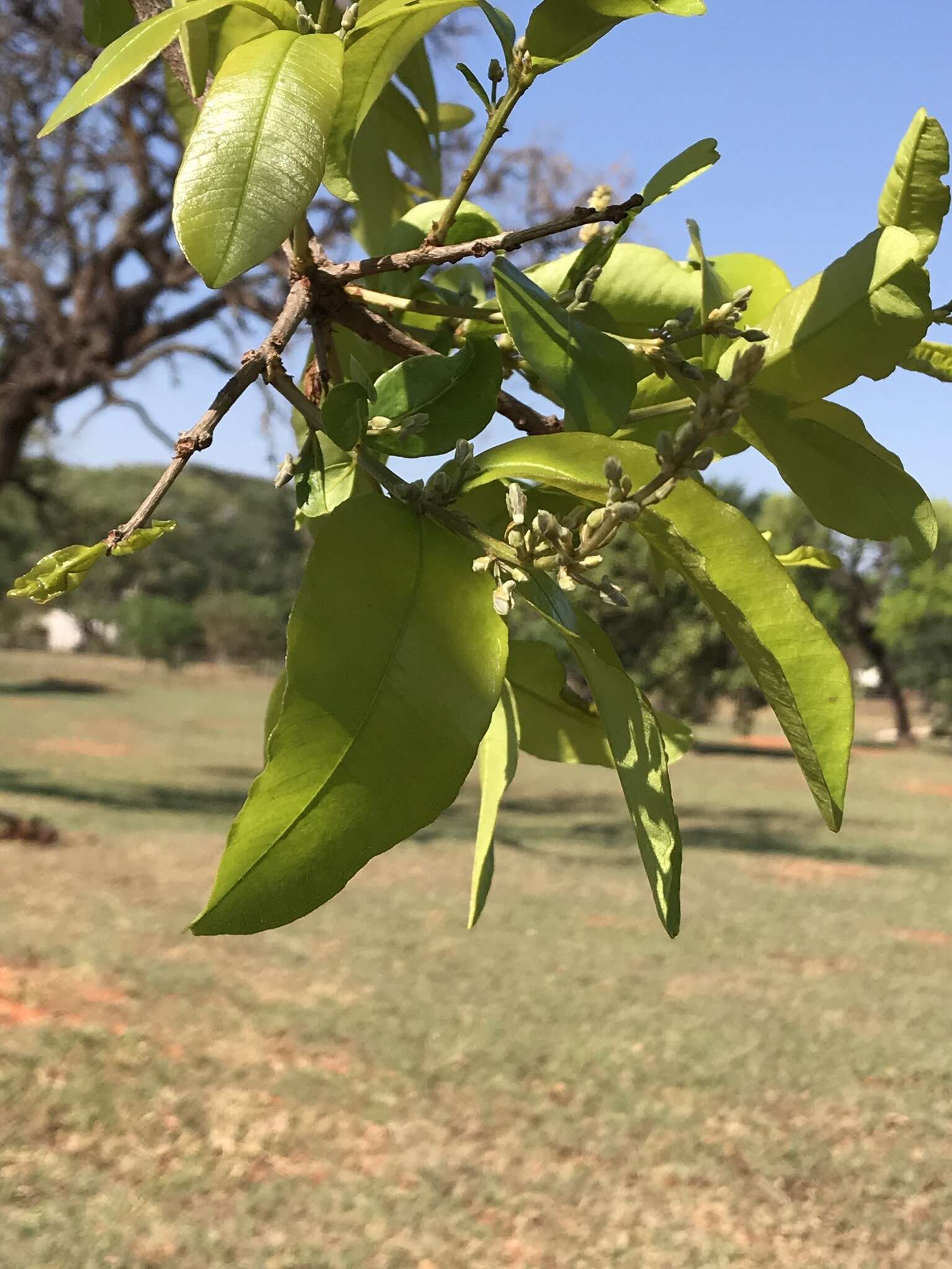 Image de Qualea multiflora Mart.