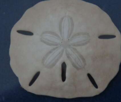 Image of Sand dollar