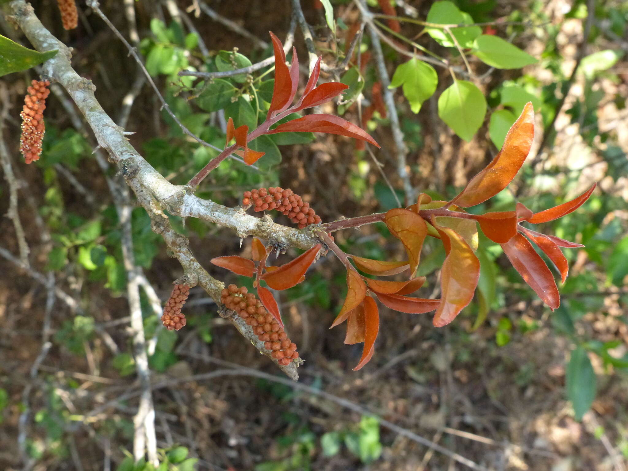 Image of Scleropyrum pentandrum (Dennst.) D. J. Mabberley