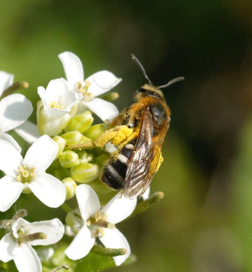 Plancia ëd Lasioglossum xanthopus (Kirby 1802)