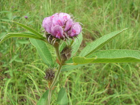 Image of <i>Flemingia trifoliata</i>