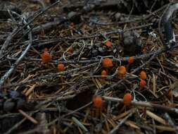 Sivun Mycena strobilinoidea Peck 1893 kuva