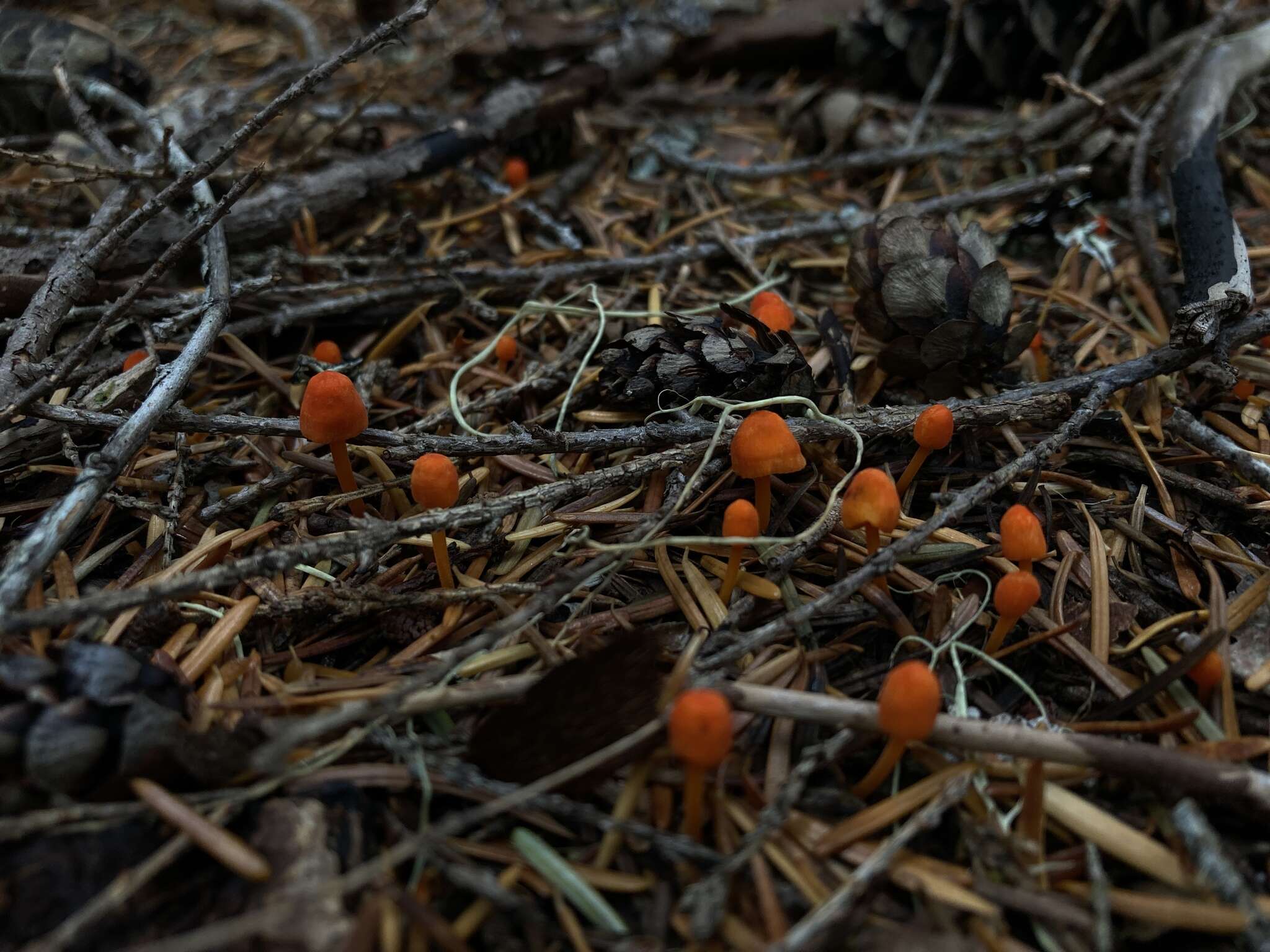 Image of Mycena strobilinoidea Peck 1893