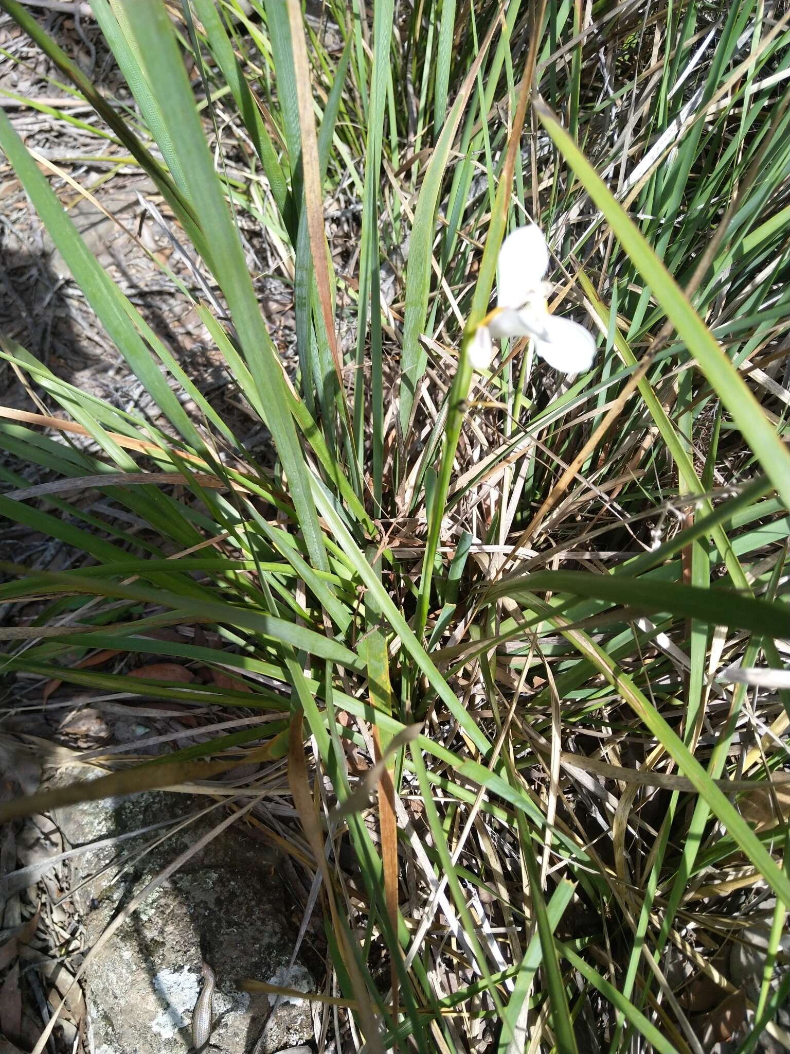 Image of Diplarrena moraea Labill.