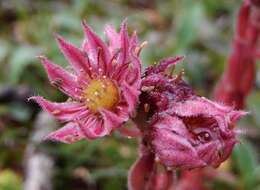 Image of Sempervivum montanum subsp. montanum