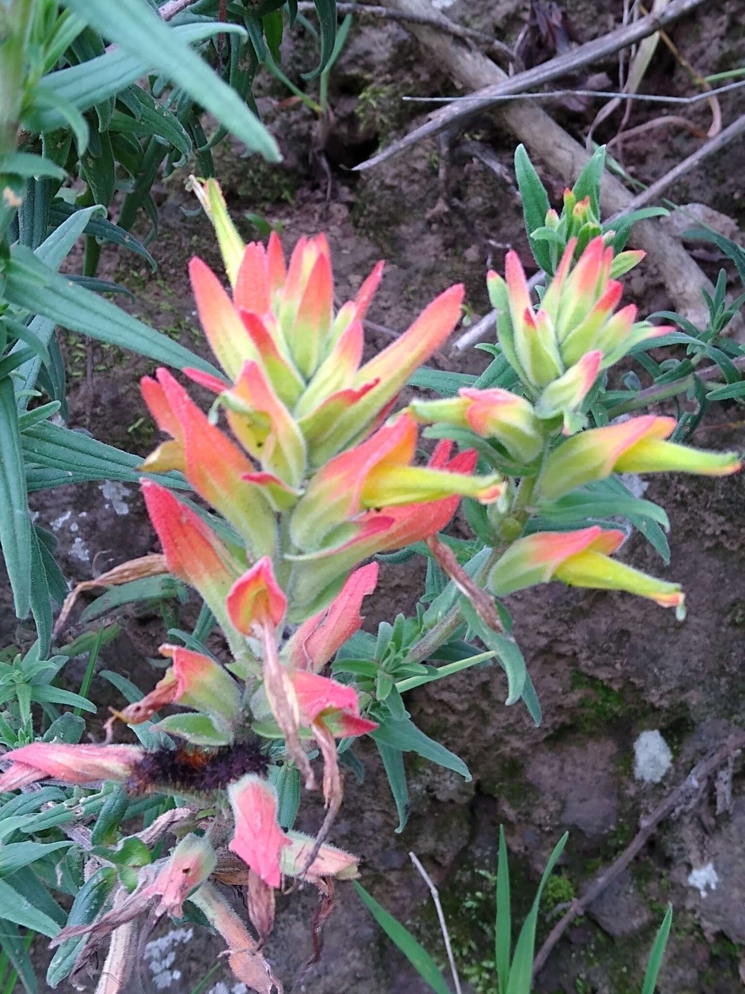 Image of Castilleja tenuiflora var. tancitaroana (G. L. Nesom) J. M. Egger