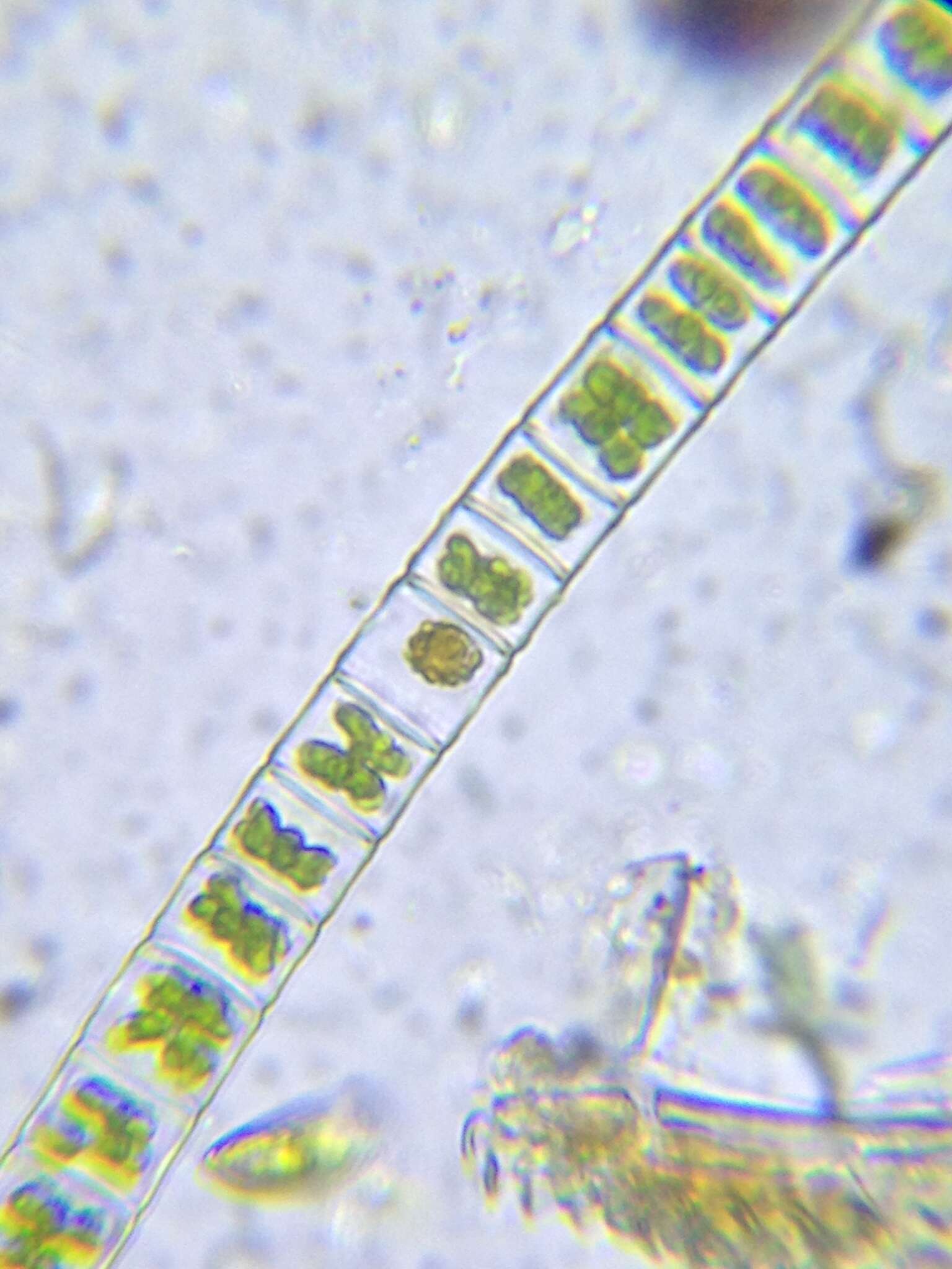Image of Hyalotheca mucosa
