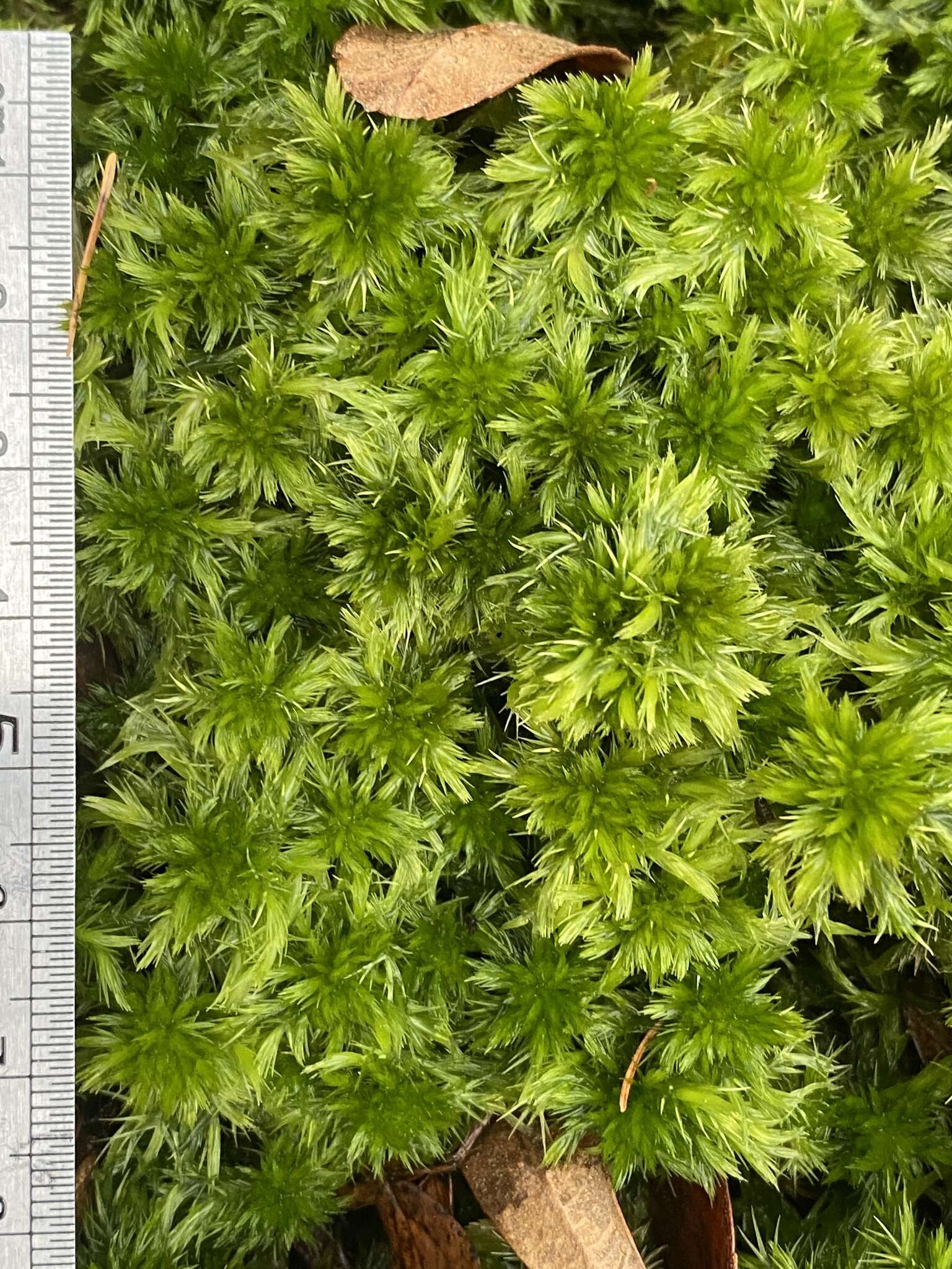 Image of Torrey's sphagnum