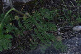 صورة Chaerophyllum coloratum L.