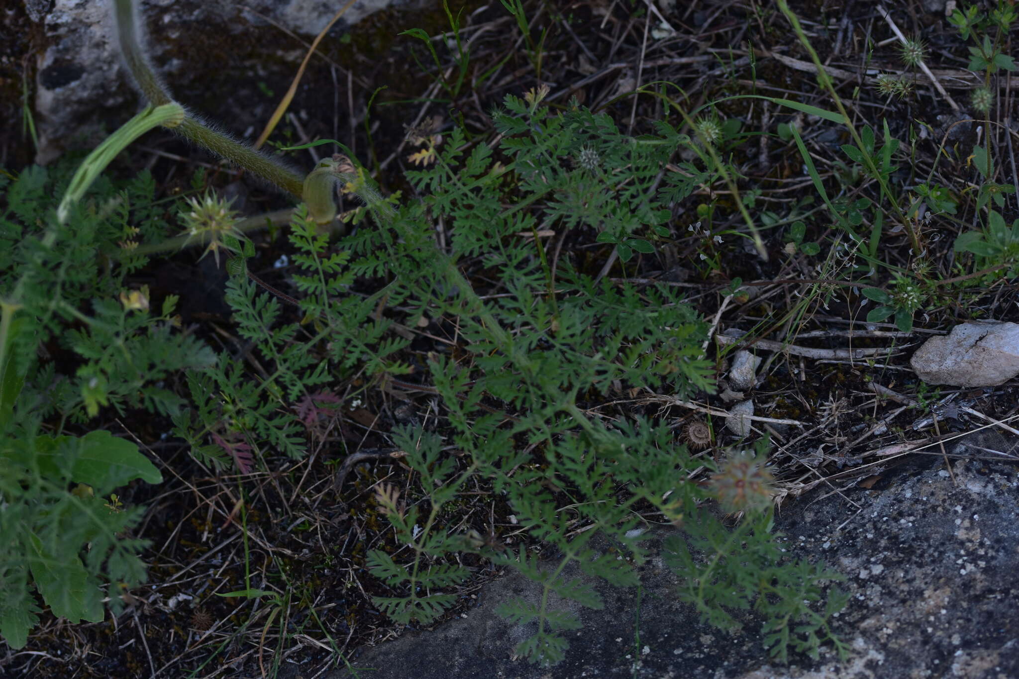 صورة Chaerophyllum coloratum L.