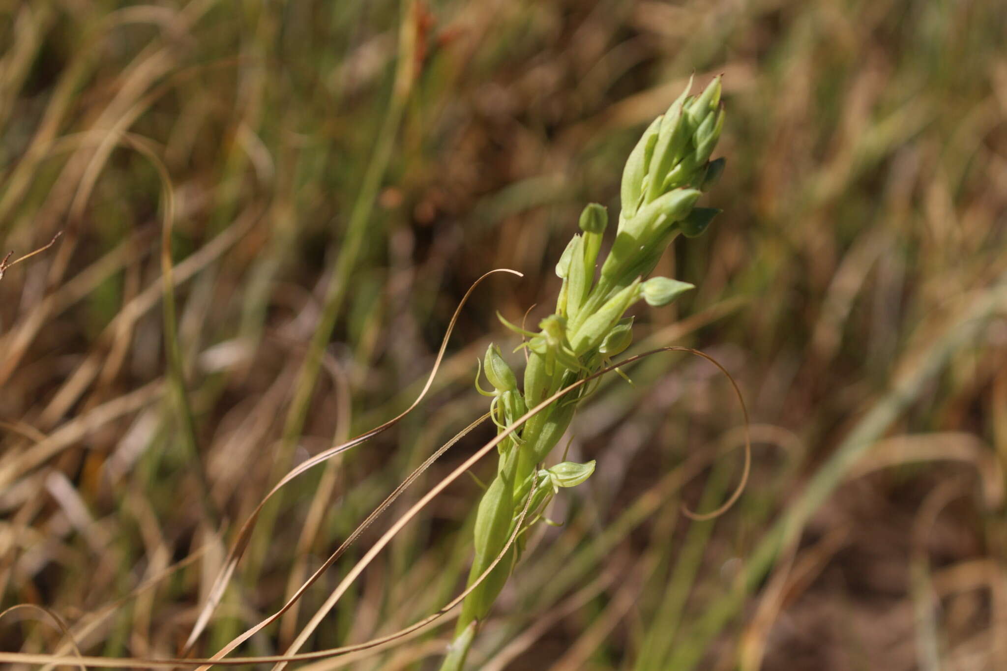 Habenaria pumila Poepp. resmi