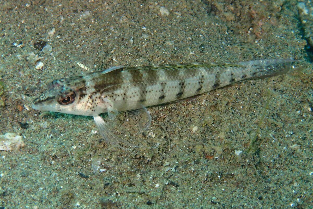 Image of Nosestripe grubfish