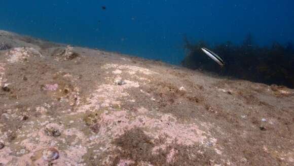 Image of Hit and Run Blenny