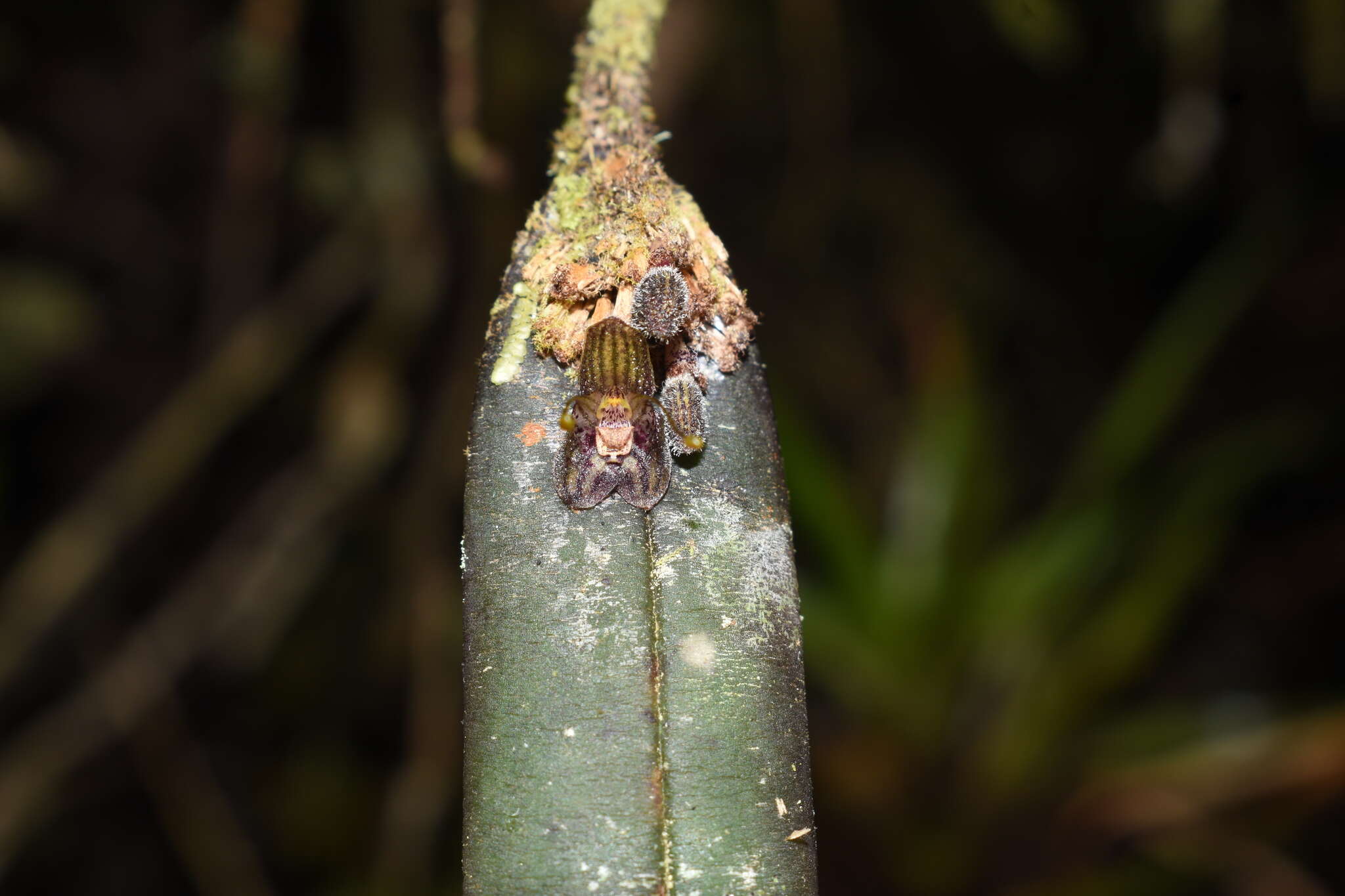 Image of Myoxanthus melittanthus (Schltr.) Luer