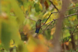 Image of Blue-vented Hummingbird