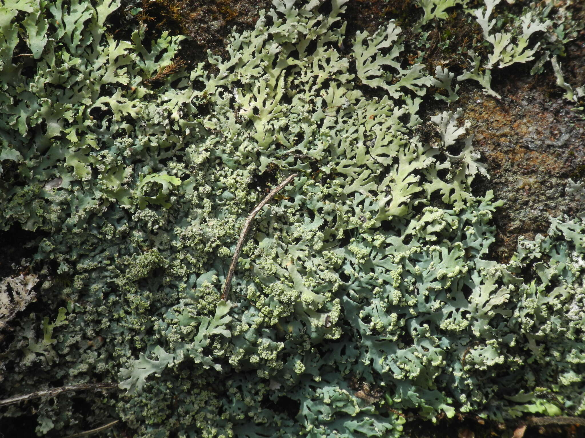 Image of Heterodermia japonica (M. Satô) Swinscow & Krog