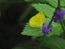 Слика од <i>Eurema <i>floricola</i></i> floricola