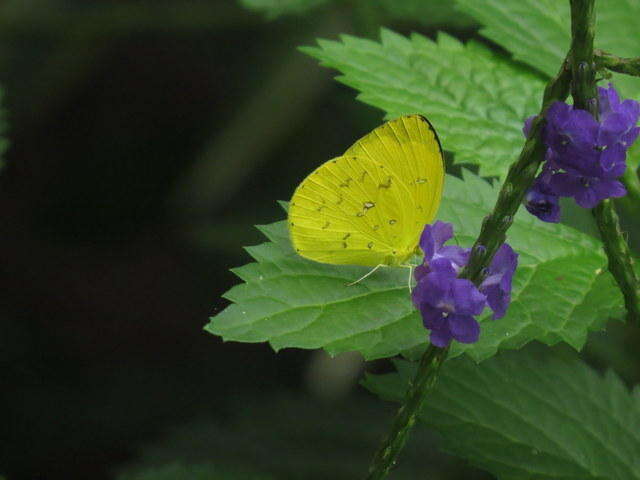 Image of <i>Eurema <i>floricola</i></i> floricola