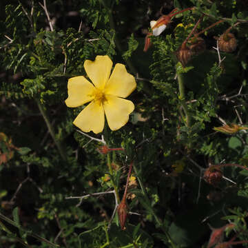 Image of Fumana arabica (L.) Spach