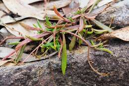 Image of Calandrinia pickeringii A. Gray