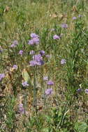 Image of Allium schoenoprasoides Regel