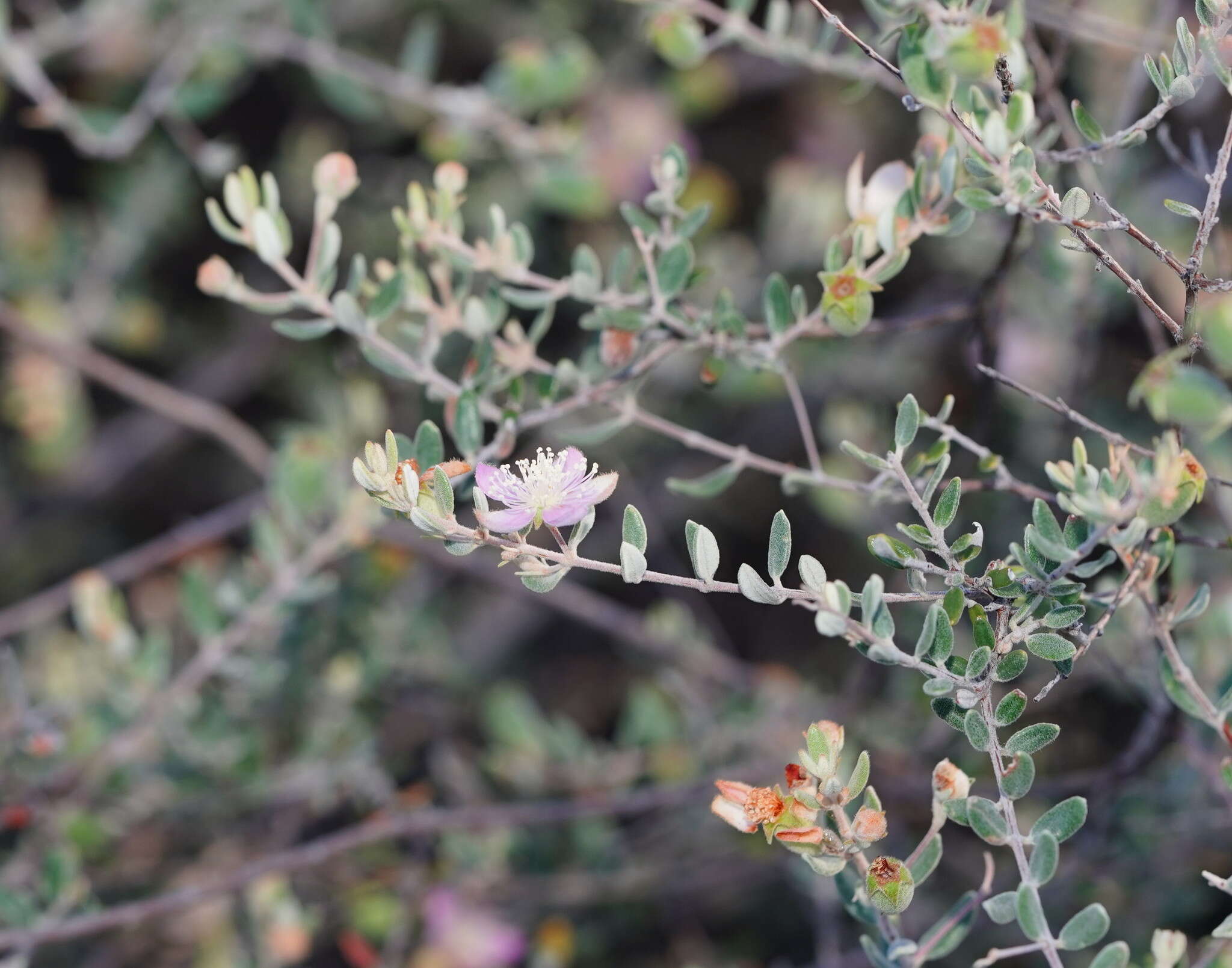 صورة Lithomyrtus microphylla (Benth.) N. Snow & G. P. Guymer