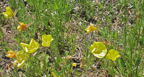 Imagem de Oenothera grandis (Britt.) Rydb.