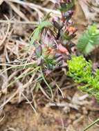 Image of Lampranthus deflexus (Ait.) N. E. Br.