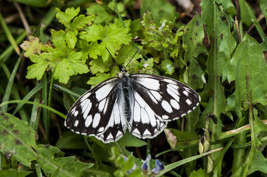 Imagem de Melanargia leda Leech 1891