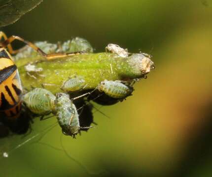 Image of Aphid