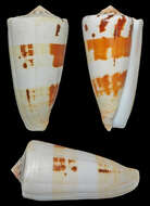 Image of Conus magus Linnaeus 1758